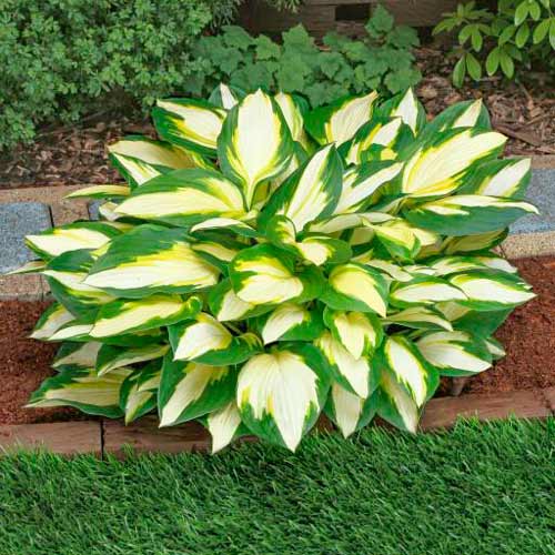 Хоста Колор Фестиваль, луковицы артикул фото 1 Хоста Колор Фестиваль, луковицы рисунок 1 артикул 76275