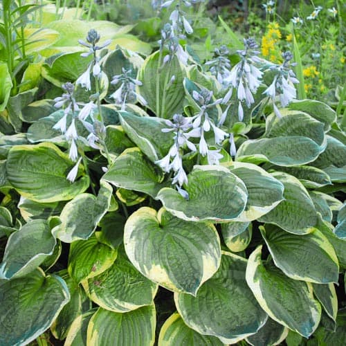 Хоста Кристмас Три рисунок 1 артикул 76621