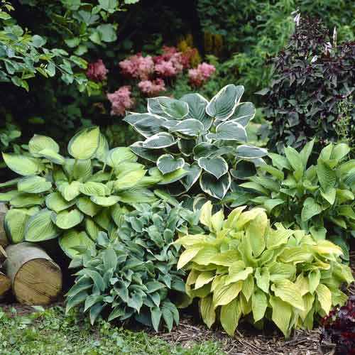 Хоста, микс рисунок 1 артикул 76460