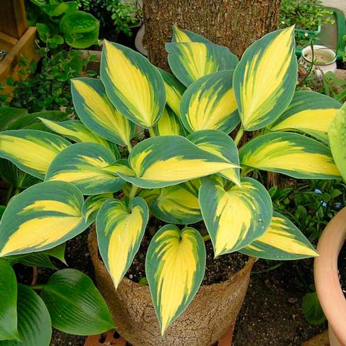 Хоста Ремембер Мі зображення 1 артикул 76461