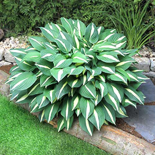 Хоста Risky Business зображення 1 артикул 70418