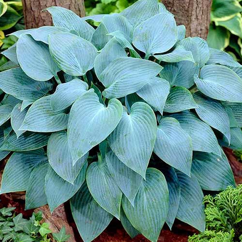 Хоста Тру Блю, цибулини зображення 1 артикул 76279