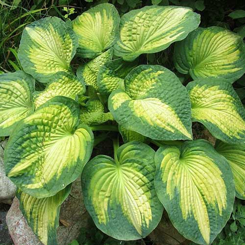 Хоста Вар Пейнт, цибулини зображення 1 артикул 76620