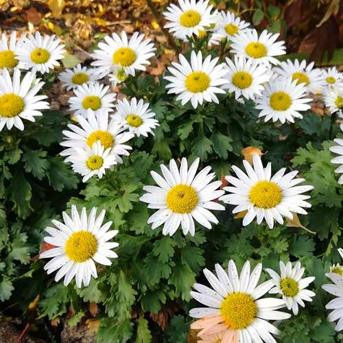 Хризантема альпійська зображення 1 артикул 68777