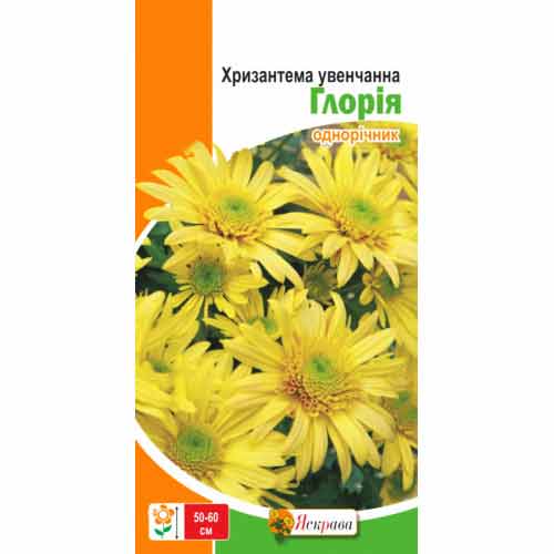 Хризантема Глорія Яскрава артикул фото 1 Хризантема Глорія Яскрава зображення 1 артикул 99805