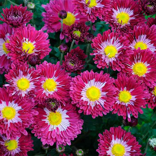 Хризантема корейська зображення 1 артикул 01418