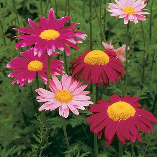 Хризантема периста зображення 1 артикул 01420