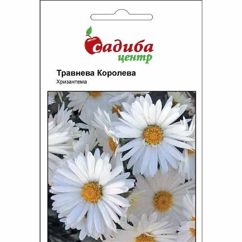 Хризантема Травнева Королева, суміш забарвлень Садиба центр зображення 1 артикул 90775