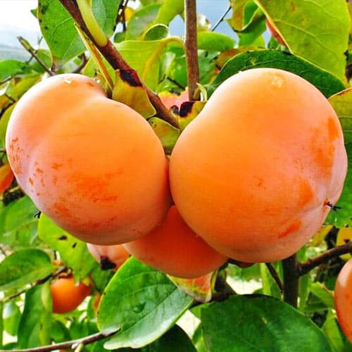 Хурма Гора Роман Кош, саджанці зображення 1 артикул 4270