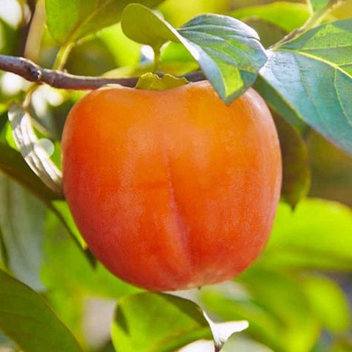 Хурма Корольок зображення 1 артикул 7453