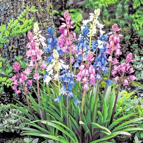 Гиацинтоидес, микс рисунок 1 артикул 67368