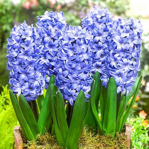 Гиацинт Делфт Блю рисунок 1 артикул 67359