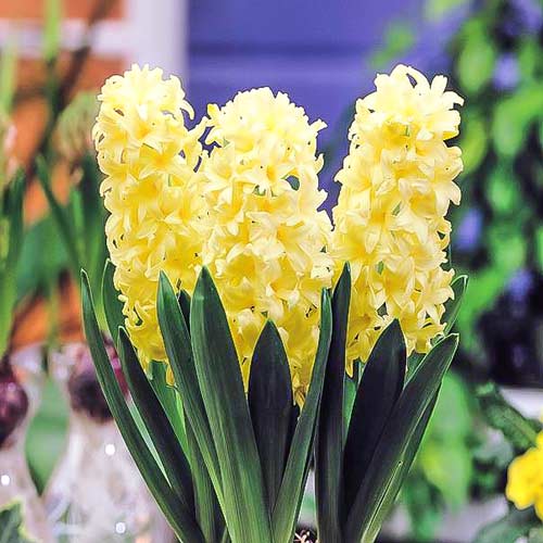 Гиацинт Джипси Принцесс рисунок 1 артикул 67364