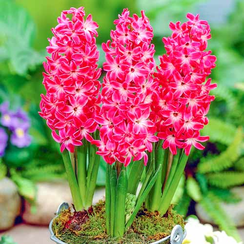 Гіацинт Ред Меджік, цибулини зображення 1 артикул 67366