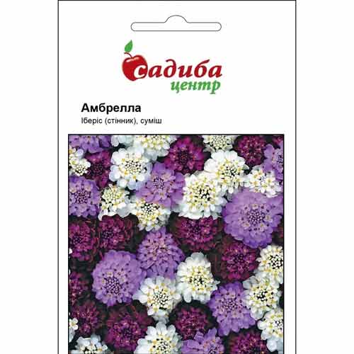 Иберис Амбрелла, смесь окрасок Садыба центр рисунок 1 артикул 89218