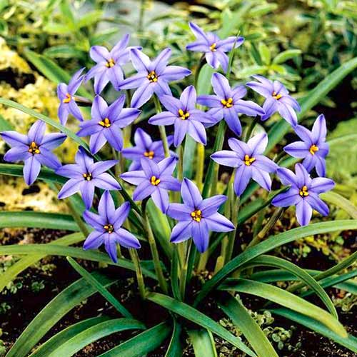 Ифейон Фроил Мил артикул фото 1 Ифейон Фроил Мил рисунок 1 артикул 70229