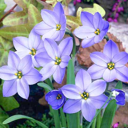 Ифейон Рольф Фидлер рисунок 1 артикул 70228