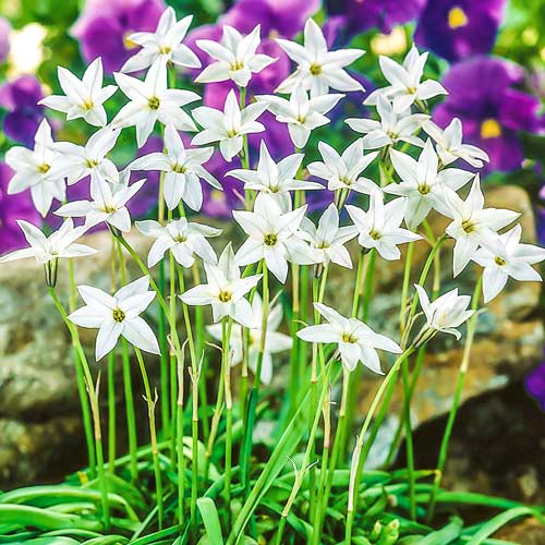 Ифейон Вайт Стар артикул фото 1 Ифейон Вайт Стар рисунок 1 артикул 68059