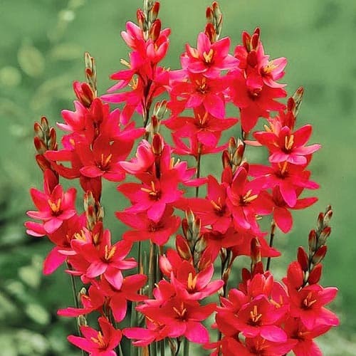 Іксія Venus зображення 1 артикул 76297