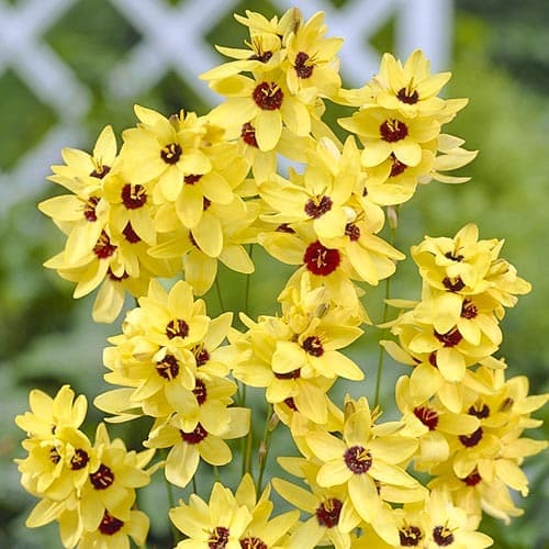 Іксія Yellow Emperor зображення 1 артикул 76298