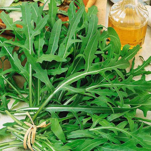 Индау (руккола) культурная Покер, семена рисунок 1 артикул 66599