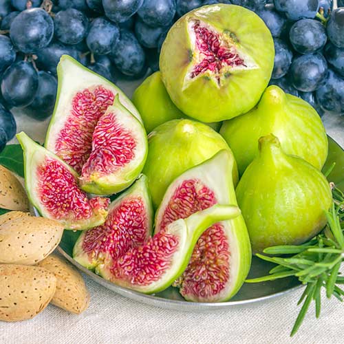 Інжир Далматський зображення 1 артикул 4199