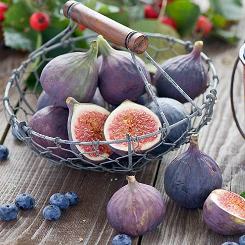Инжир Фиолетовый рисунок 1 артикул 4202