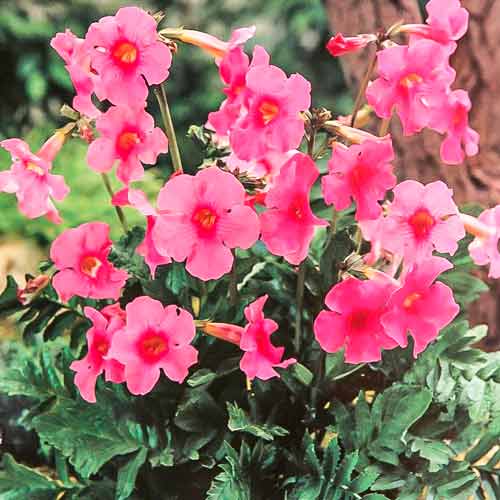 Інкарвіллея Делавея Пінк зображення 1 артикул 76280