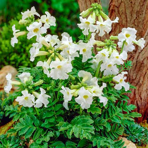 Інкарвіллея Делавея Вайт зображення 1 артикул 76281