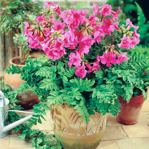 Інкарвіллея Делавея артикул фото 1 Інкарвіллея Делавея зображення 1 артикул 76462