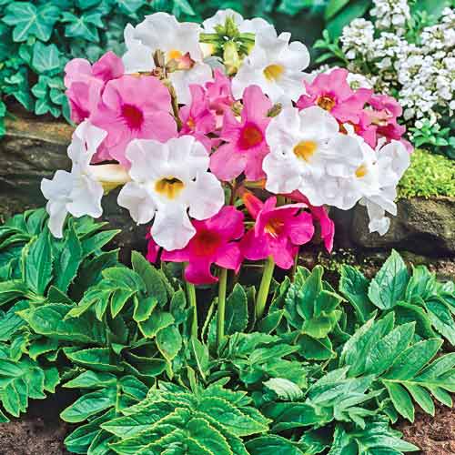 Інкарвіллея, мікс зображення 1 артикул 68286