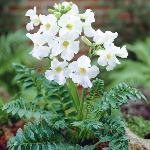 Інкарвіллея Сноутоп зображення 1 артикул 76463