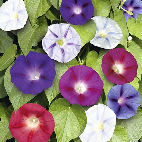 Іпомея Ерлі Кол, насіння зображення 1 артикул 65452