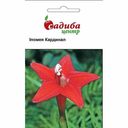 Іпомея Кардинал Садиба центр зображення 1 артикул 89220