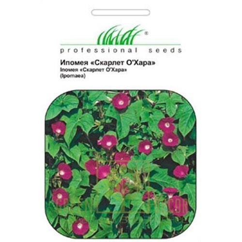 Іпомея Скарлет О' Хара Професійне насіння зображення 1 артикул 72186