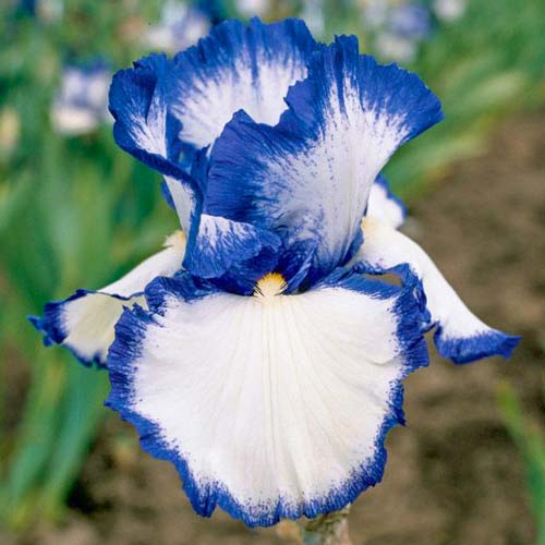 Ірис бородатий (німецький) Блю/Вайт зображення 1 артикул 67206