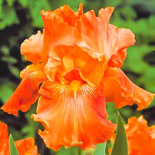 Ирис бородатый (германский) Оранж рисунок 1 артикул 67376