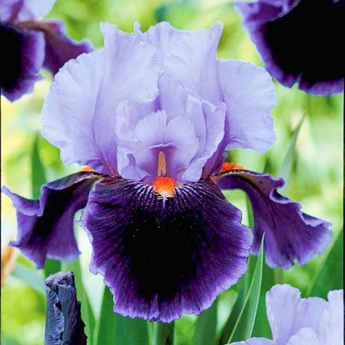 Ірис бородатий (німецький) Пурпл/Ліла зображення 1 артикул 67208