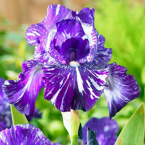 Ирис бородатый (германский) Пурпл Страйпед Уайт артикул фото 1 Ирис бородатый (германский) Пурпл Страйпед Уайт рисунок 1 артикул 67209
