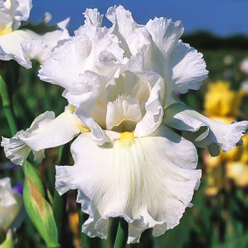 Ирис бородатый (германский) Уайт артикул фото 1 Ирис бородатый (германский) Уайт рисунок 1 артикул 67379