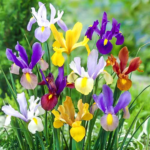 Ирис голландский, микс окрасок рисунок 1 артикул 67603