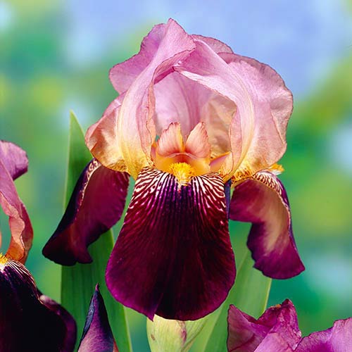 Ірис германський Ambassadeur зображення 1 артикул 76105