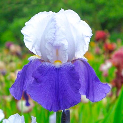 Ірис германський Arpege зображення 1 артикул 70419