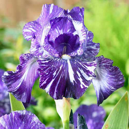 Ірис германський Батік зображення 1 артикул 76282
