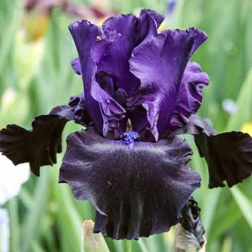Ірис германський Блек Драгон зображення 1 артикул 76283