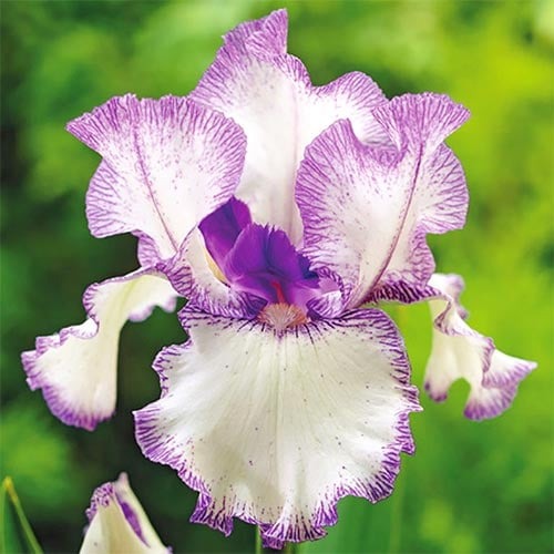 Ірис германський Blue Staccato зображення 1 артикул 76284