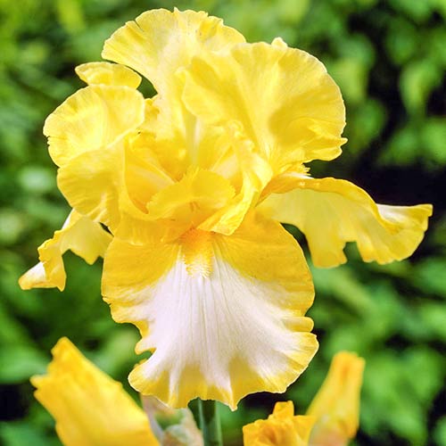 Ирис германский Фриндж оф Голд рисунок 1 артикул 76533