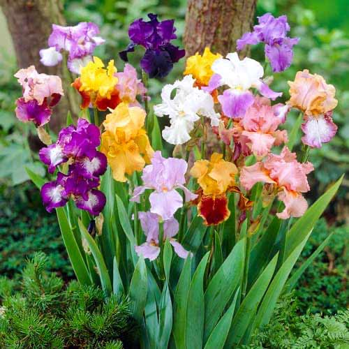 Ірис Германський, мікс зображення 1 артикул 76464