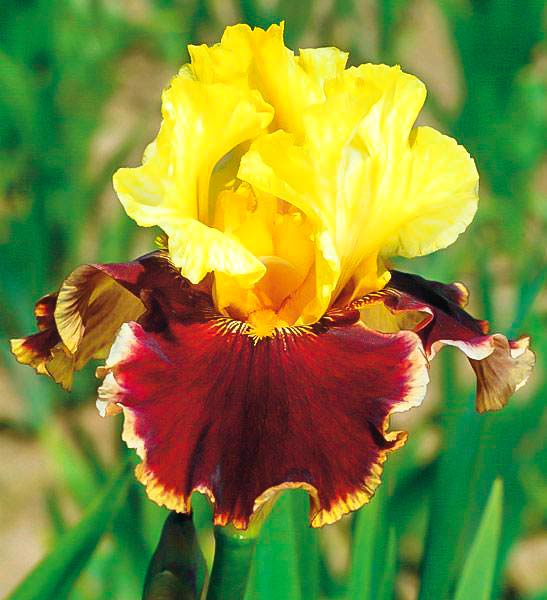 Ирис германский Олл Зет Джаз артикул фото 1 Ирис германский Олл Зет Джаз рисунок 1 артикул 76532