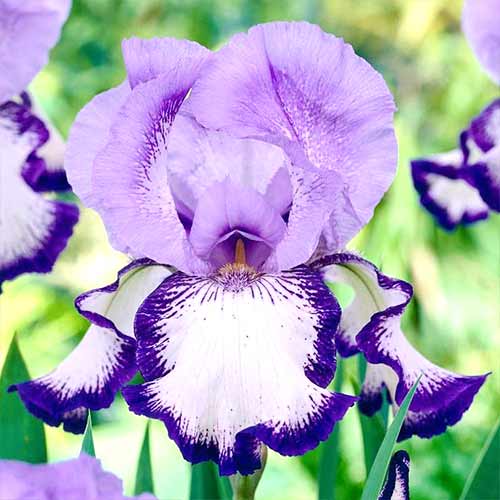 Ірис германський On Edge зображення 1 артикул 70223